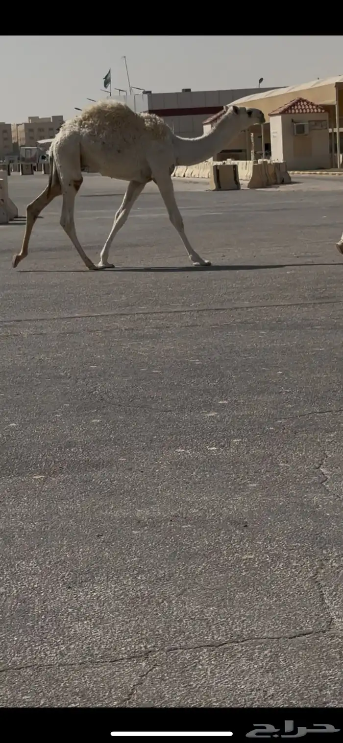 لبيع عشاير ثنتين 1