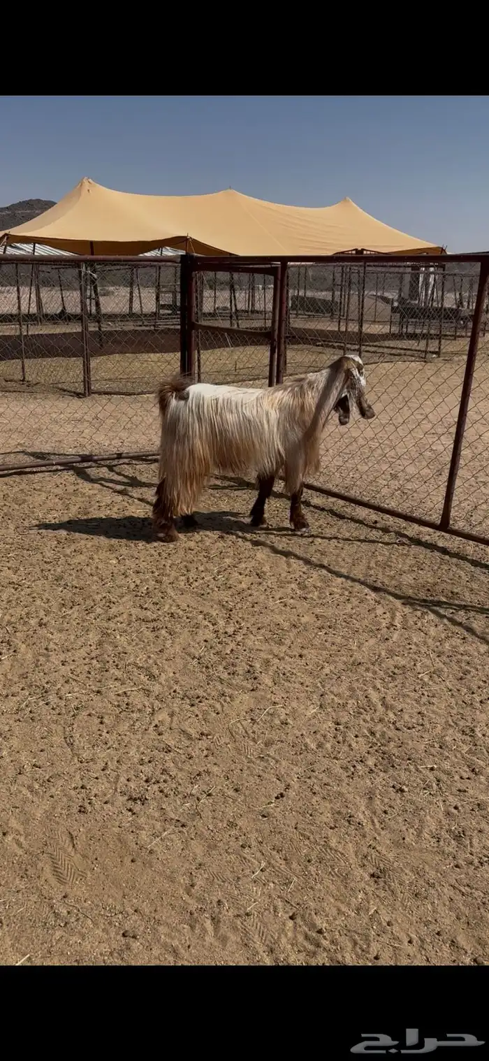 تيس مصر فحل 2