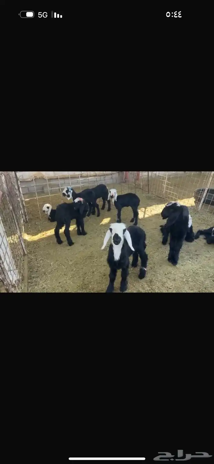 عرض نجد مواليد 6