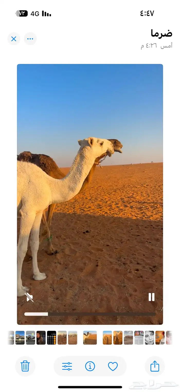 للبيع قعود رماني 0