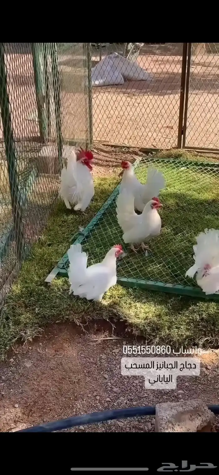 دجاج الجبانيز الياباني نوادر 0