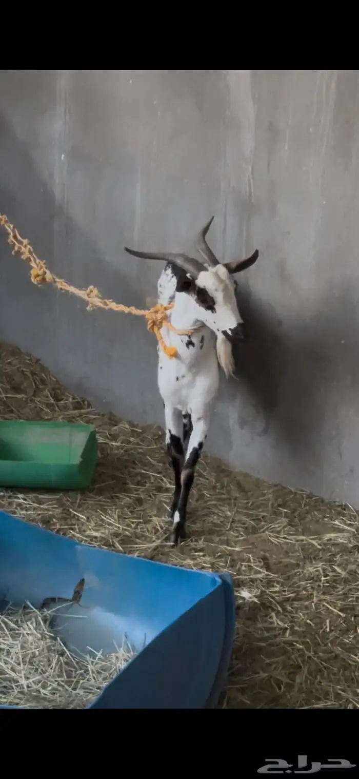 غنم اعماني 0