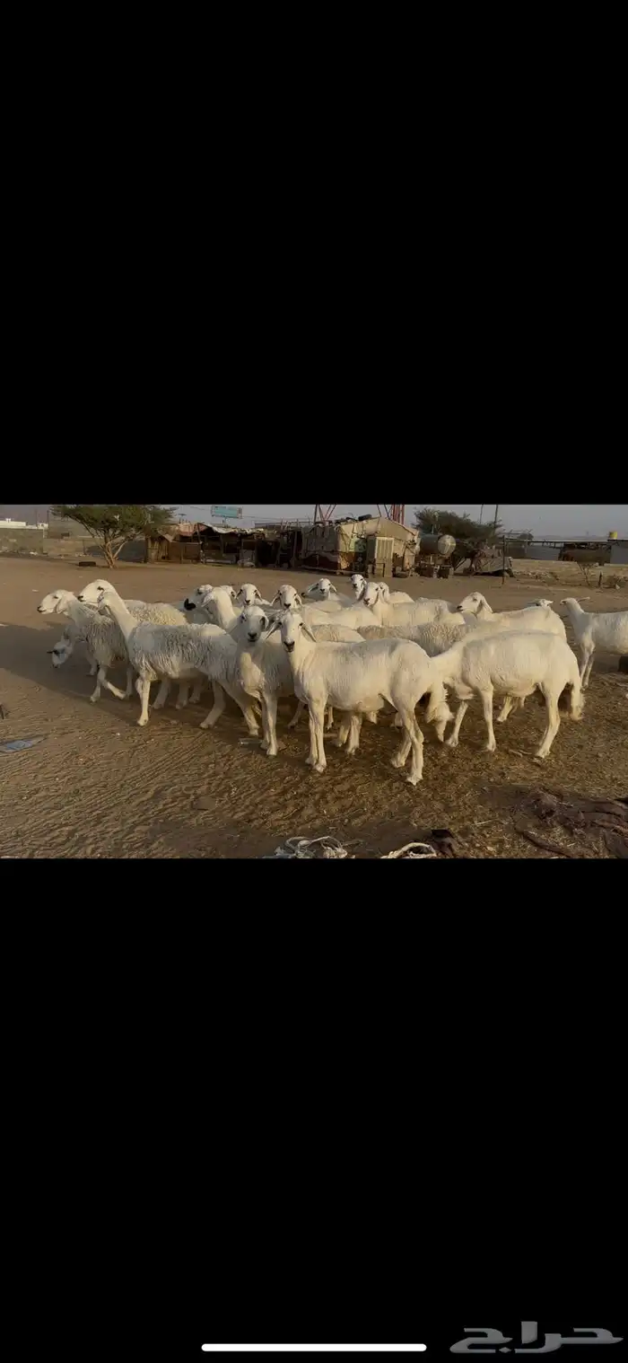 ضان اباكير كفووو عددها 30 راس. 2