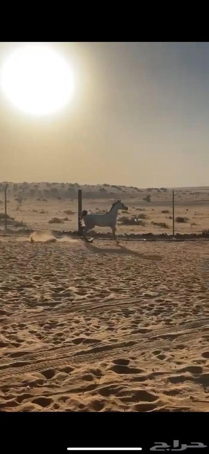 حصان شعبي كفو معسوف 2