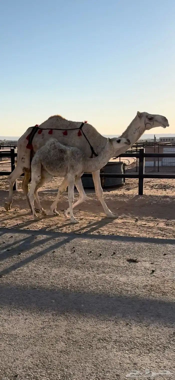 خلفه منيحه معها بكره 0