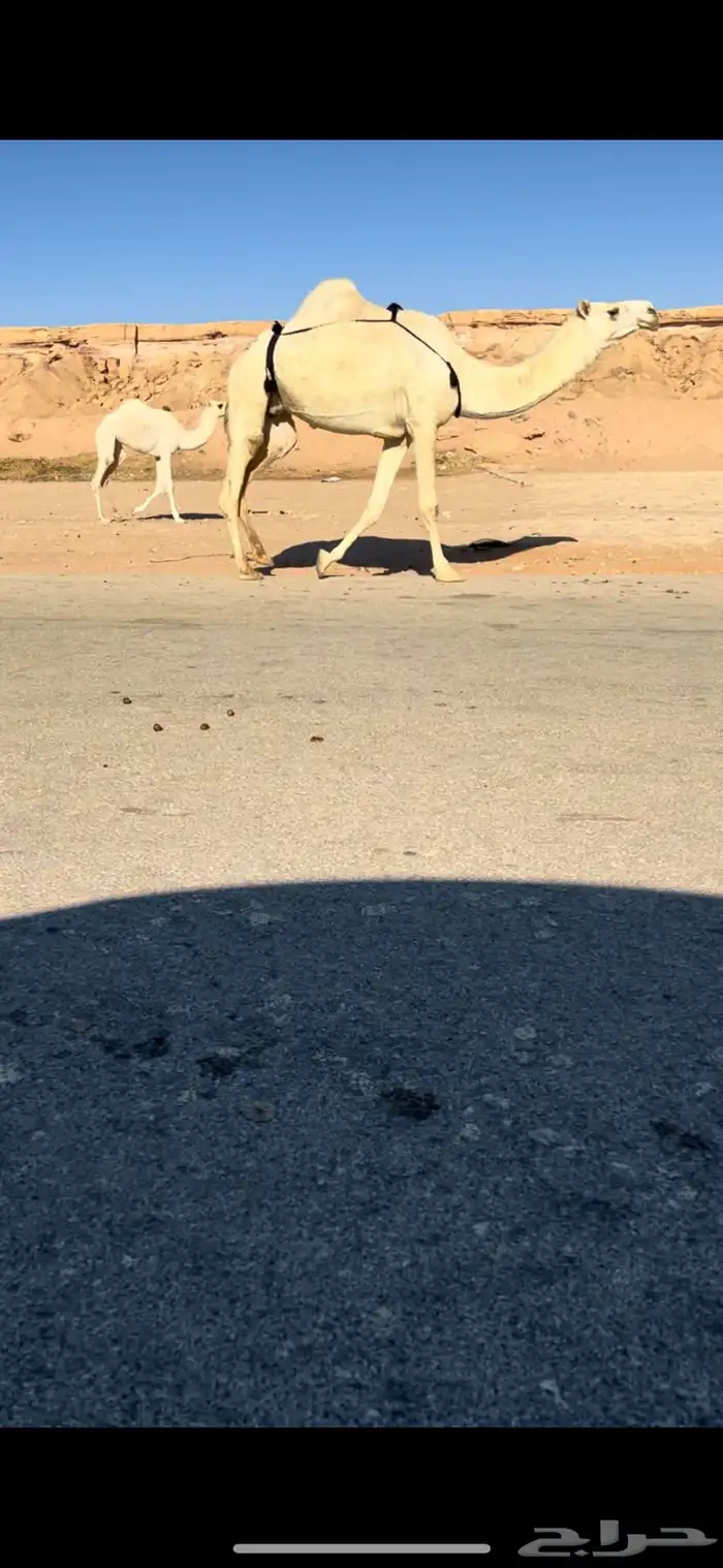 عشاير العدد 2 1