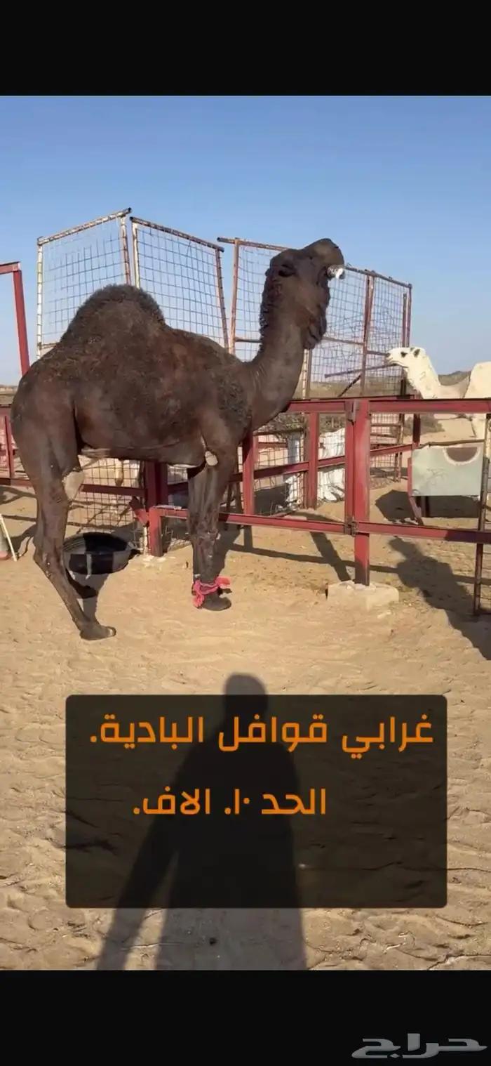 بعير فحل مجهم على جميع الشروط 3