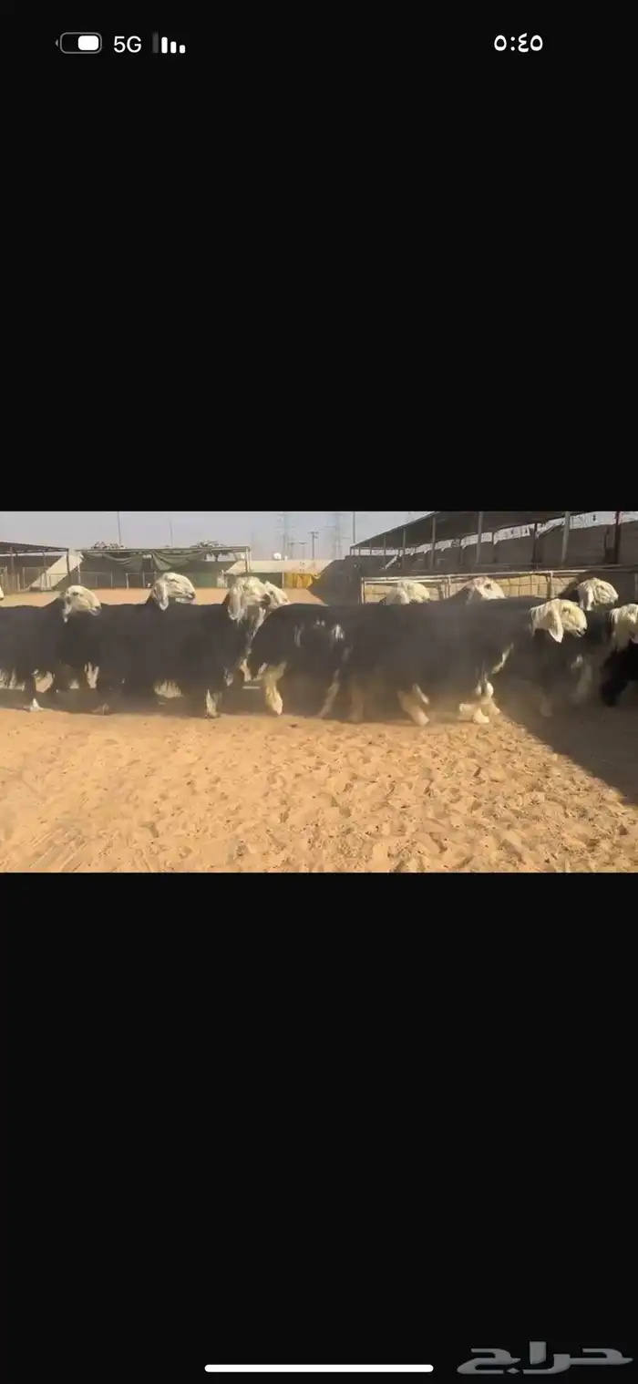 عرض نجد مواليد 2