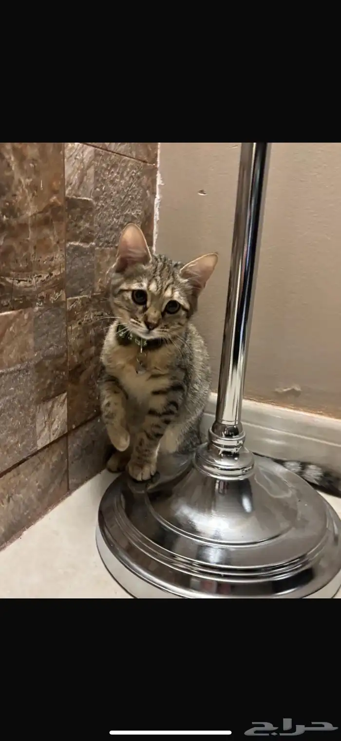 قطه للتبني 2