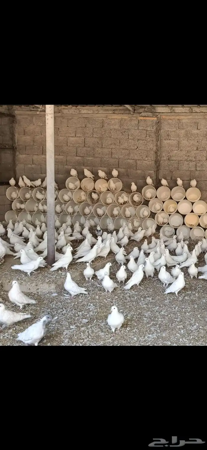 حمام فرنسي للبيع 1