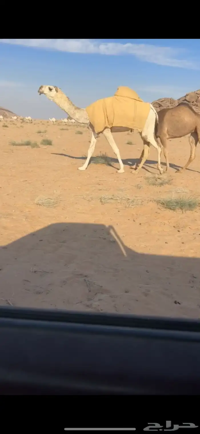 ماشاءالله للبيع البكره الكفو 1