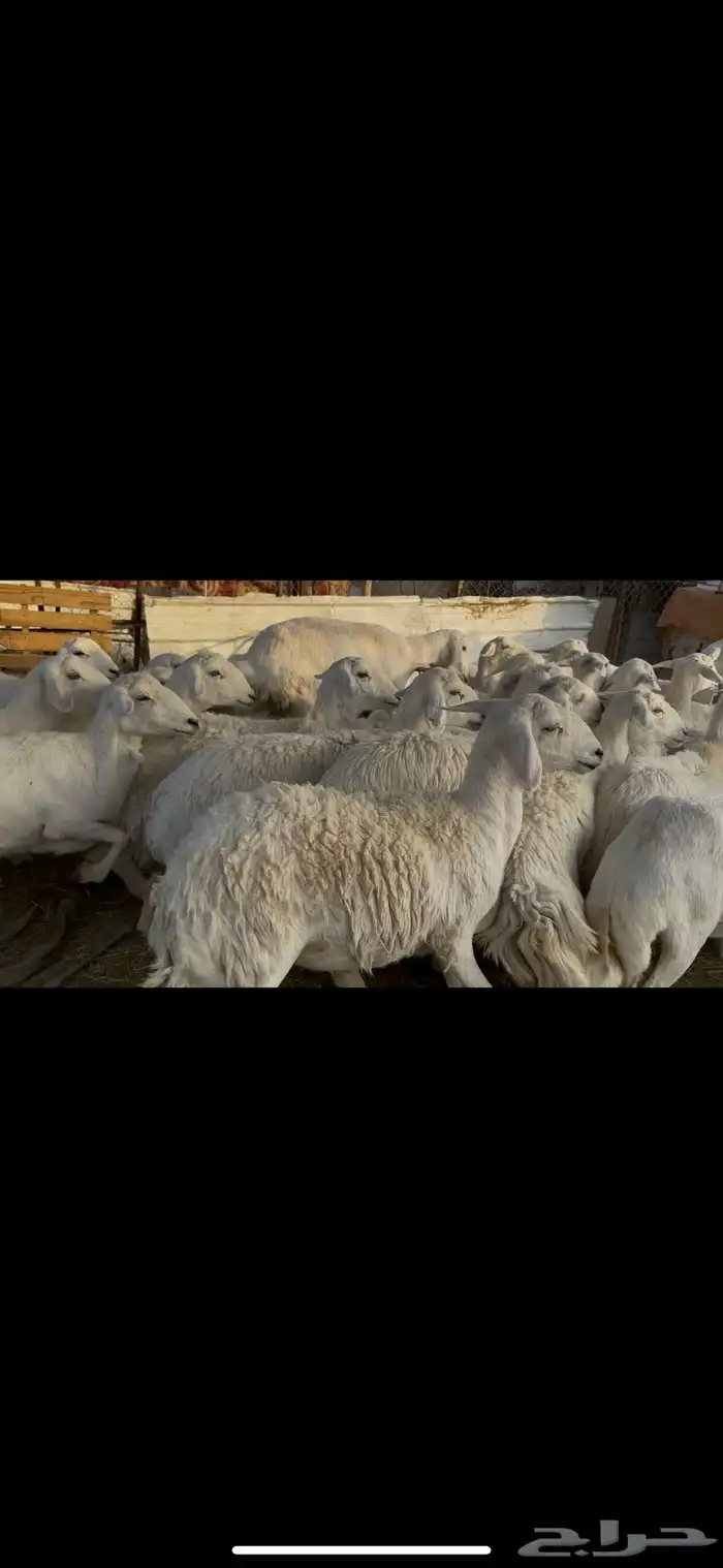ضان اباكير كفووو عددها 30 راس. 7