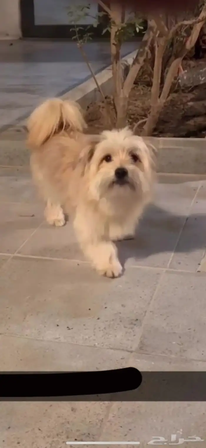 كلب ملتيز بيور مشاءلله 1