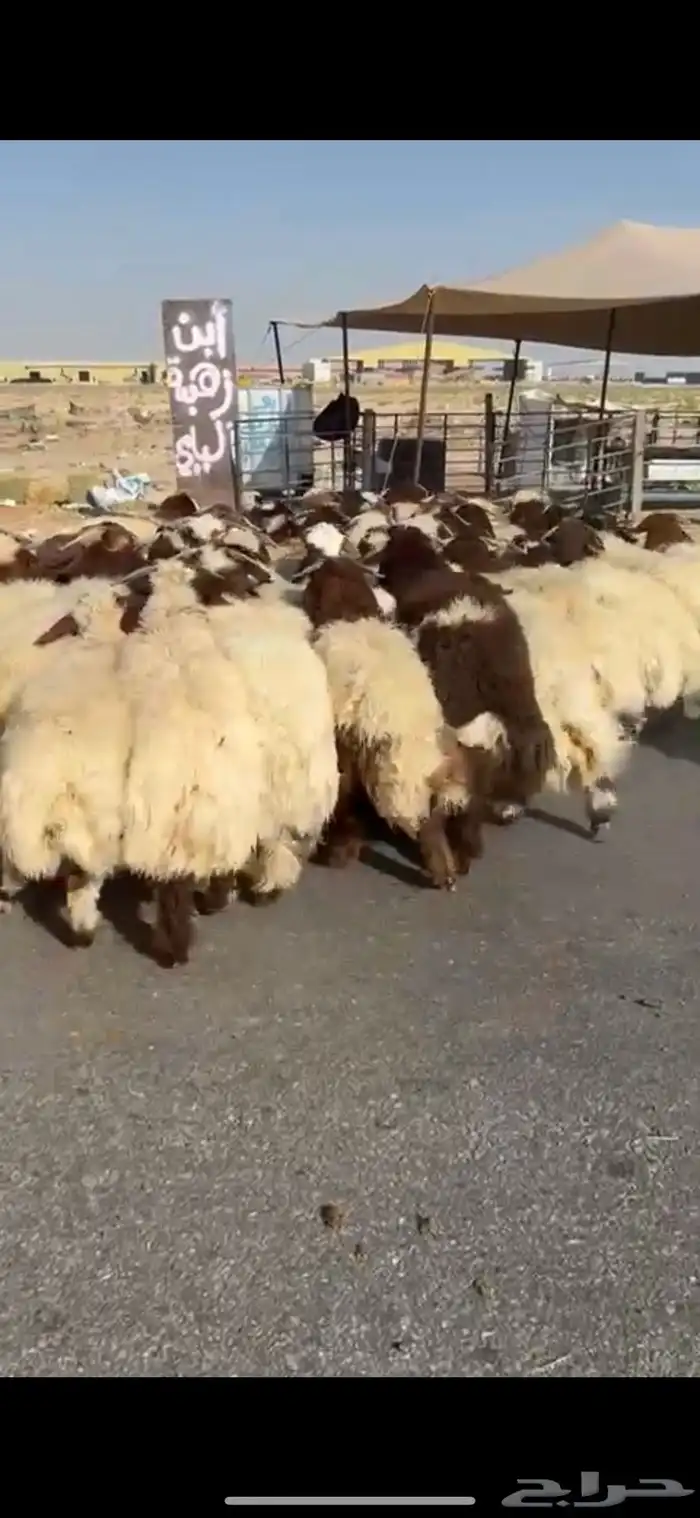 خرفان نعيم بلدي جذعان وهرافاء 6