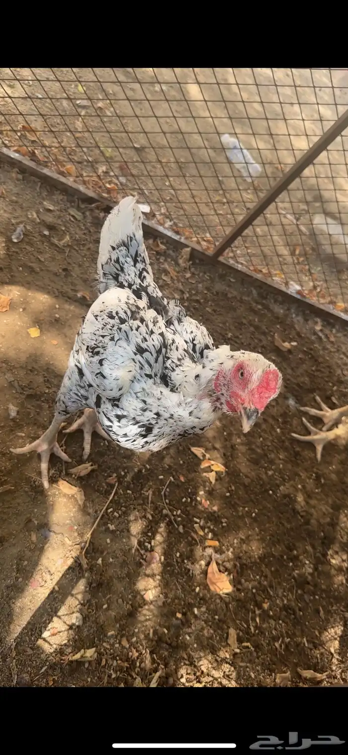 دجاجه شامو للبيع 0