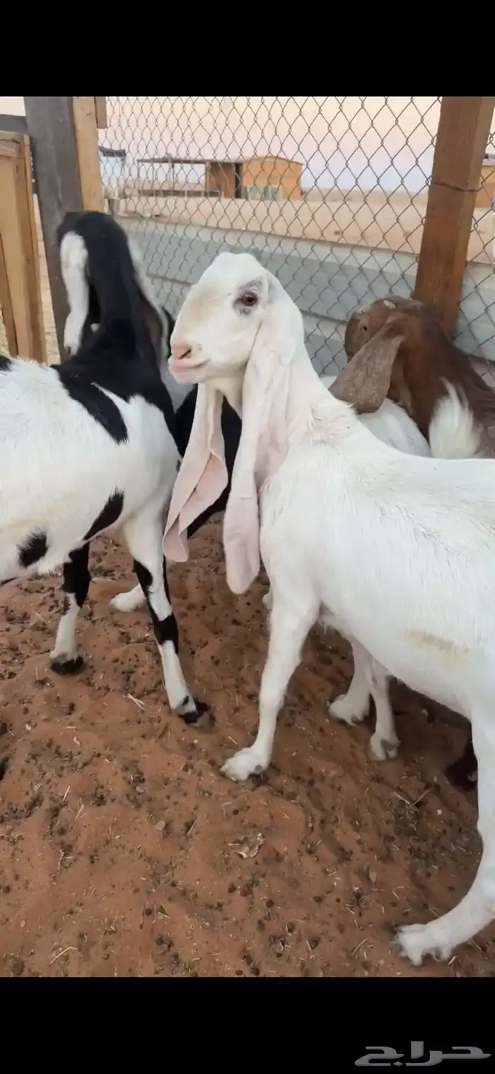 معزاء دفيع شرط وفيها حصيب العدد9 0