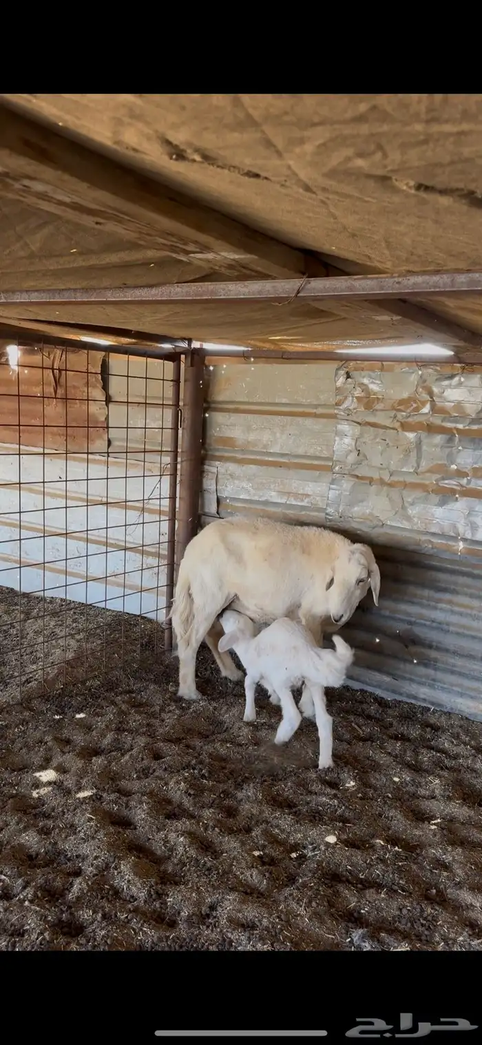 3 متابيع تحته 3 1