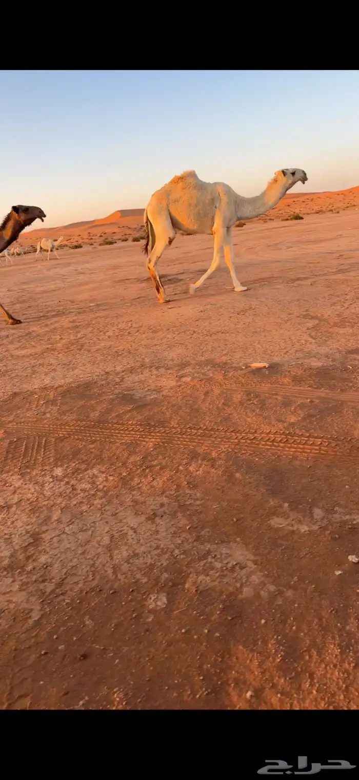 قعود كفو للبيع 0