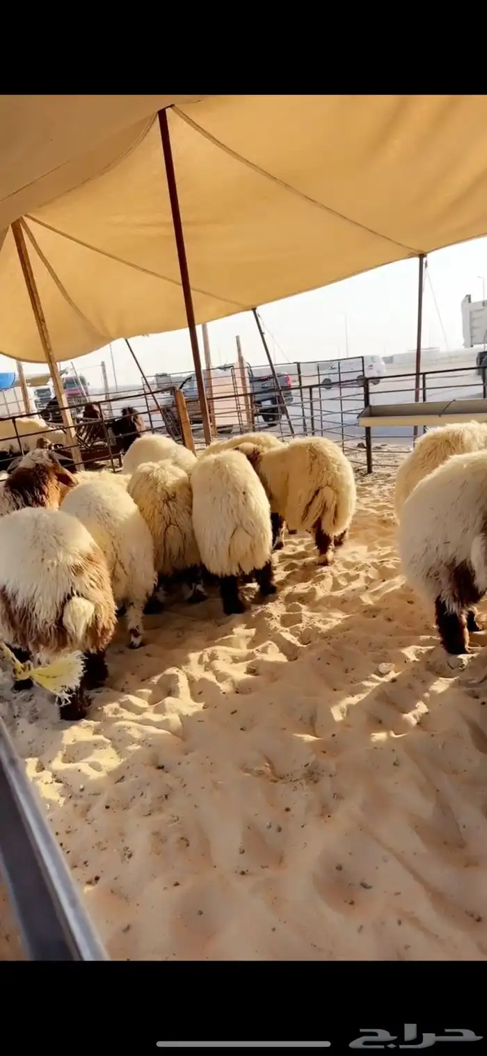 خرفان نعيم بلدي جذعان وهرافاء 2