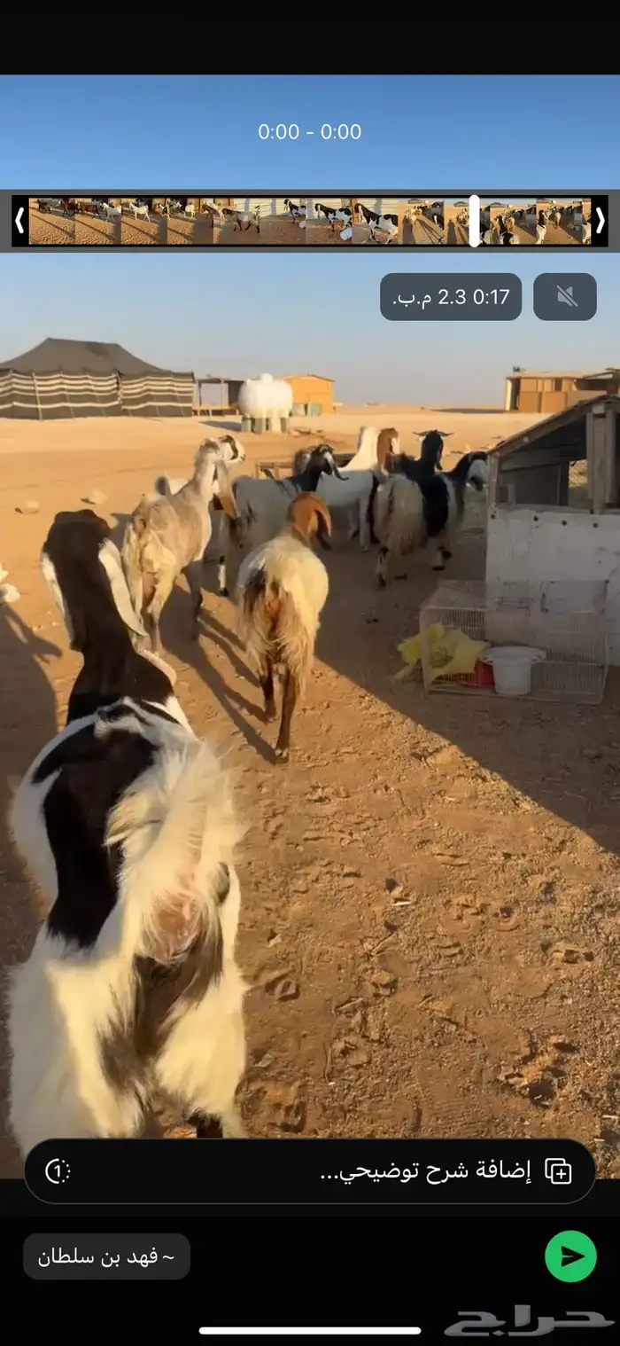 معزاء دفيع شرط وفيها حصيب العدد9 4