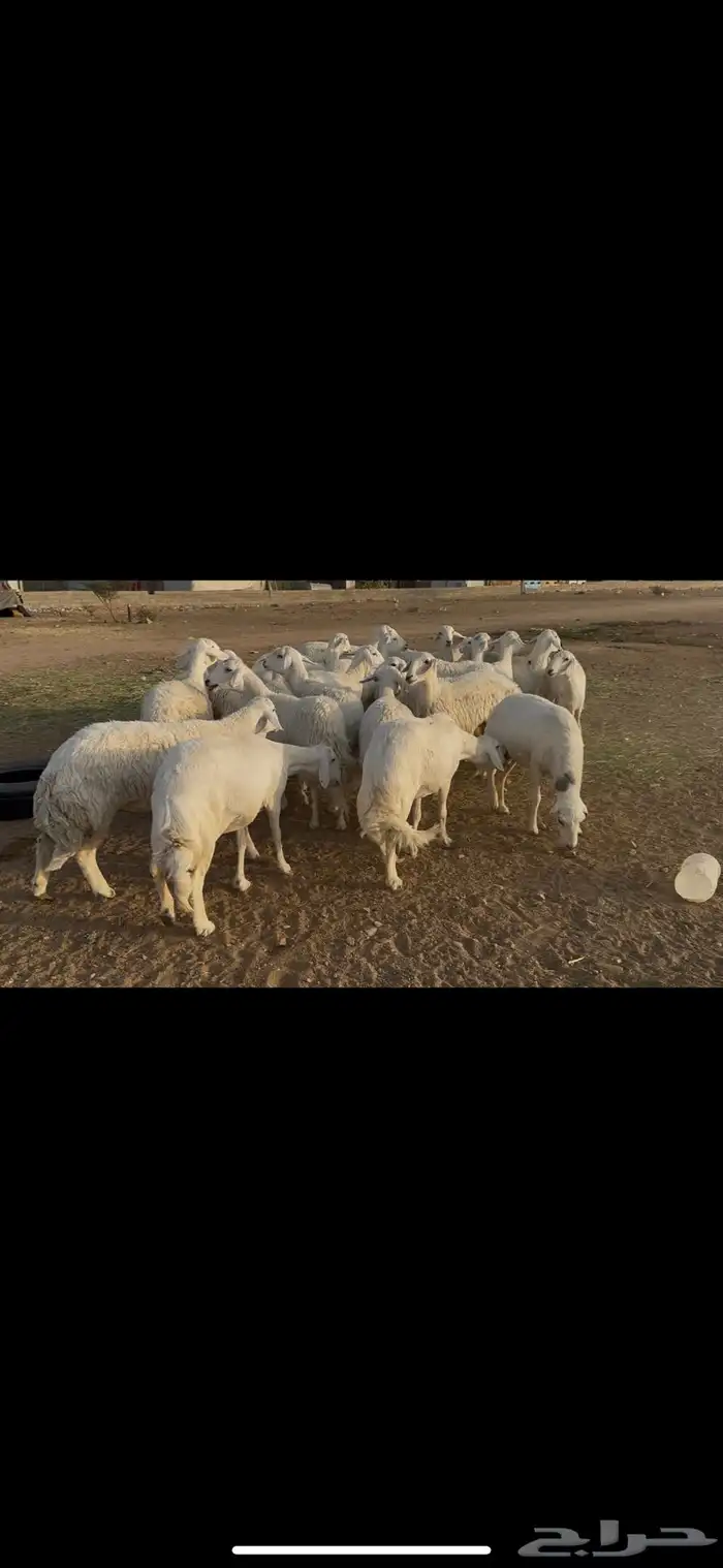 ضان اباكير كفووو عددها 30 راس. 1