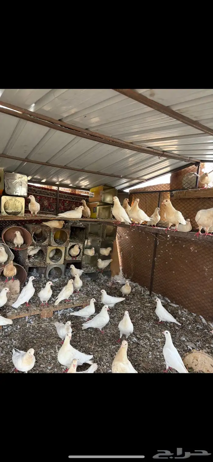 حمام فرنسي للبيع 0