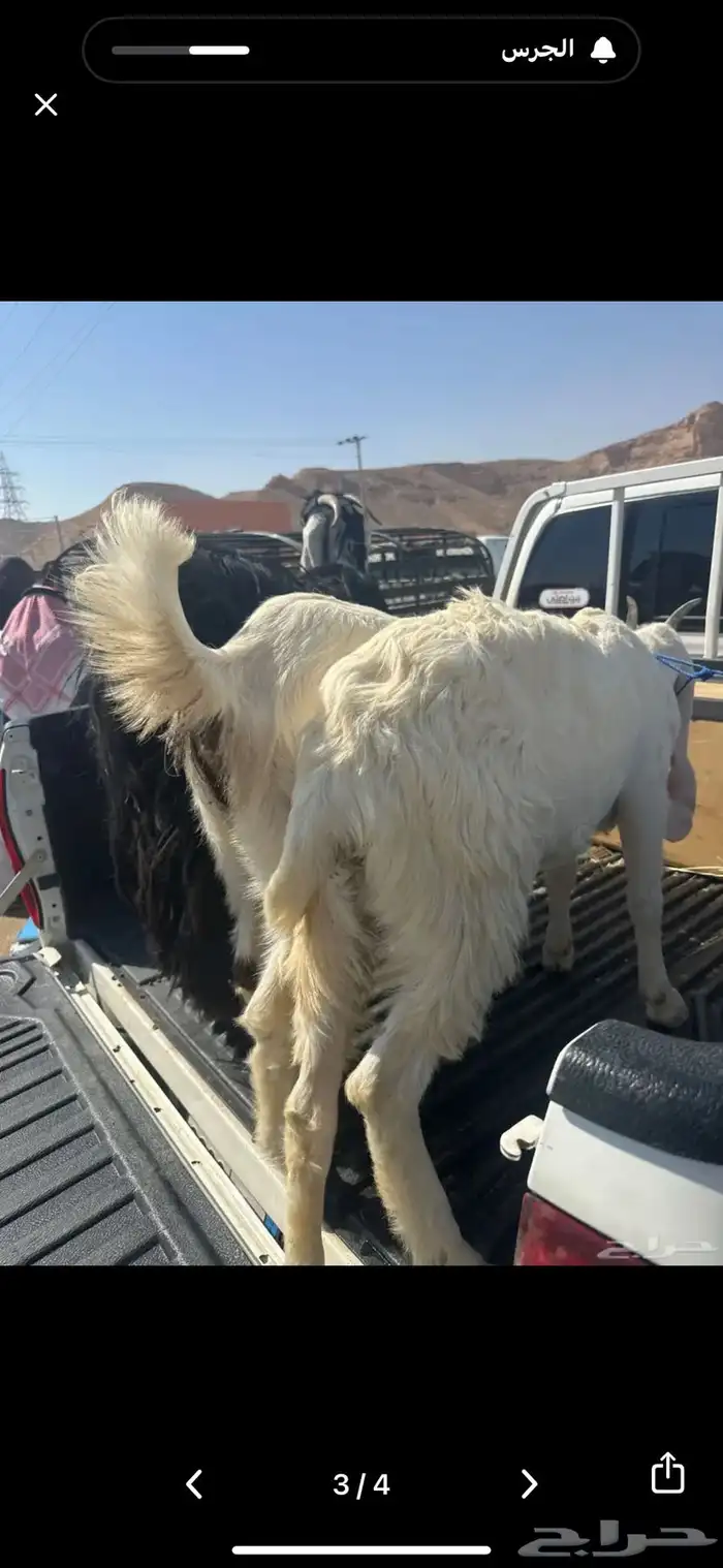 جفار هولندية وعنز 1