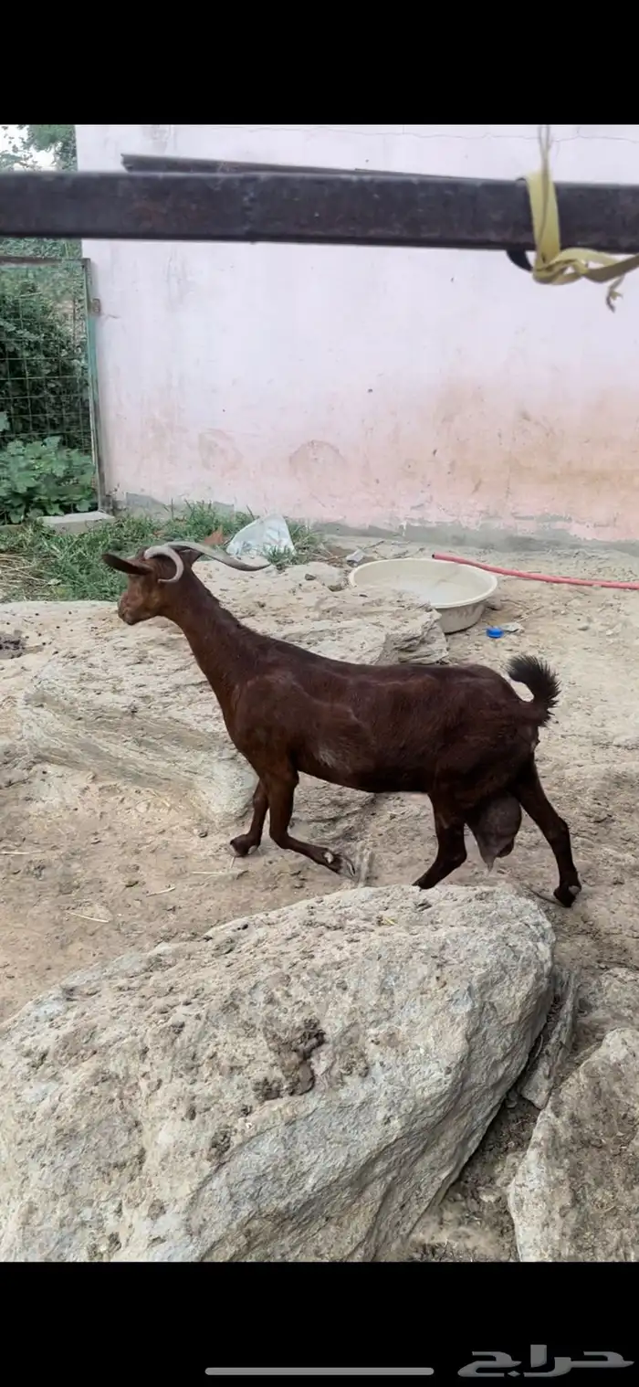 غنم دهم منوة المقني تم البيع 6