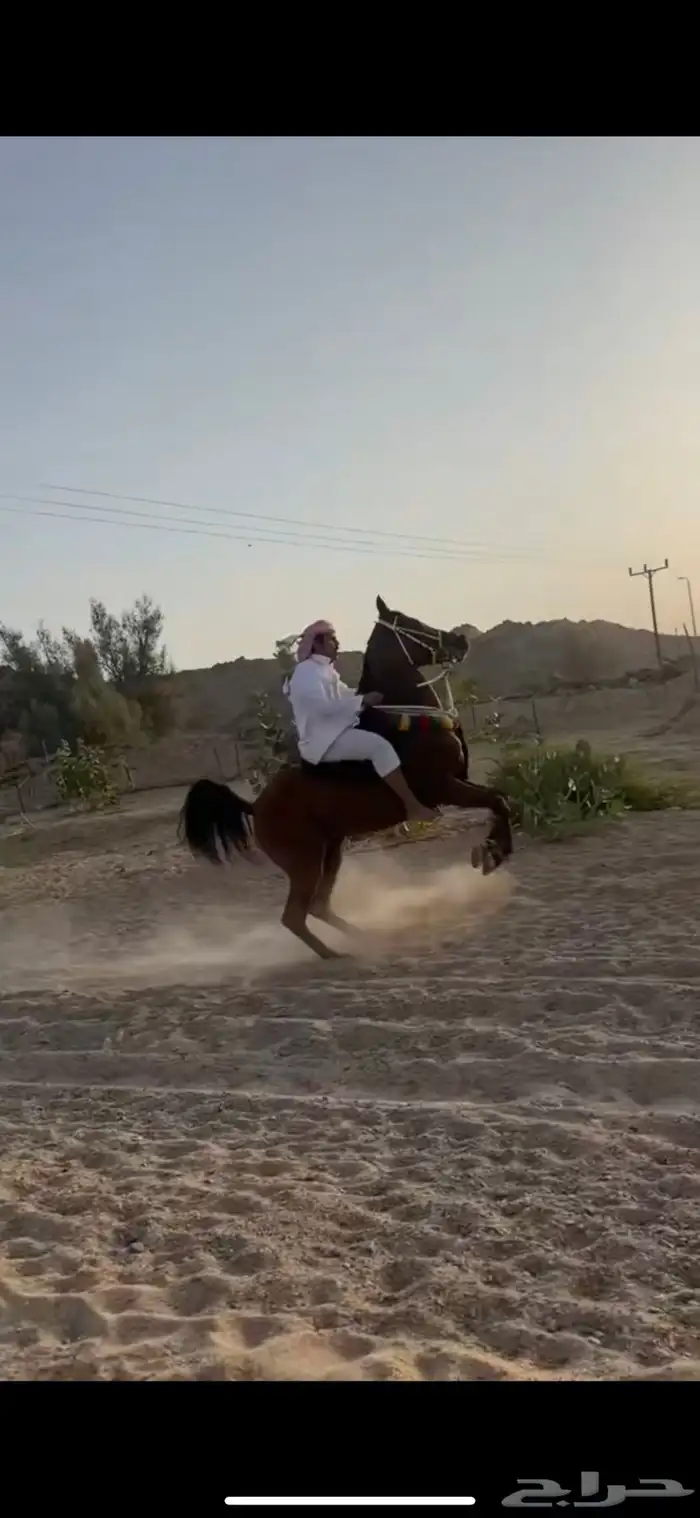 حصان شعبي طرب 0