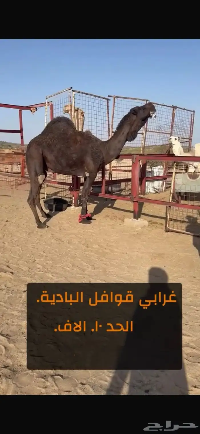 بعير فحل مجهم على جميع الشروط 1