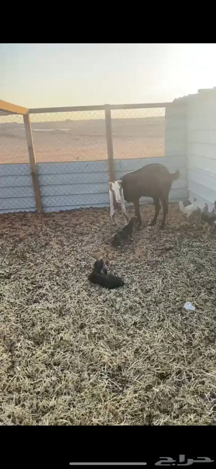 معزاء دفيع شرط وفيها حصيب العدد9 5