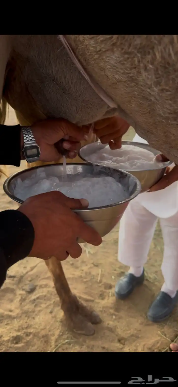 خلفه حمرا هديه وطيبه 5