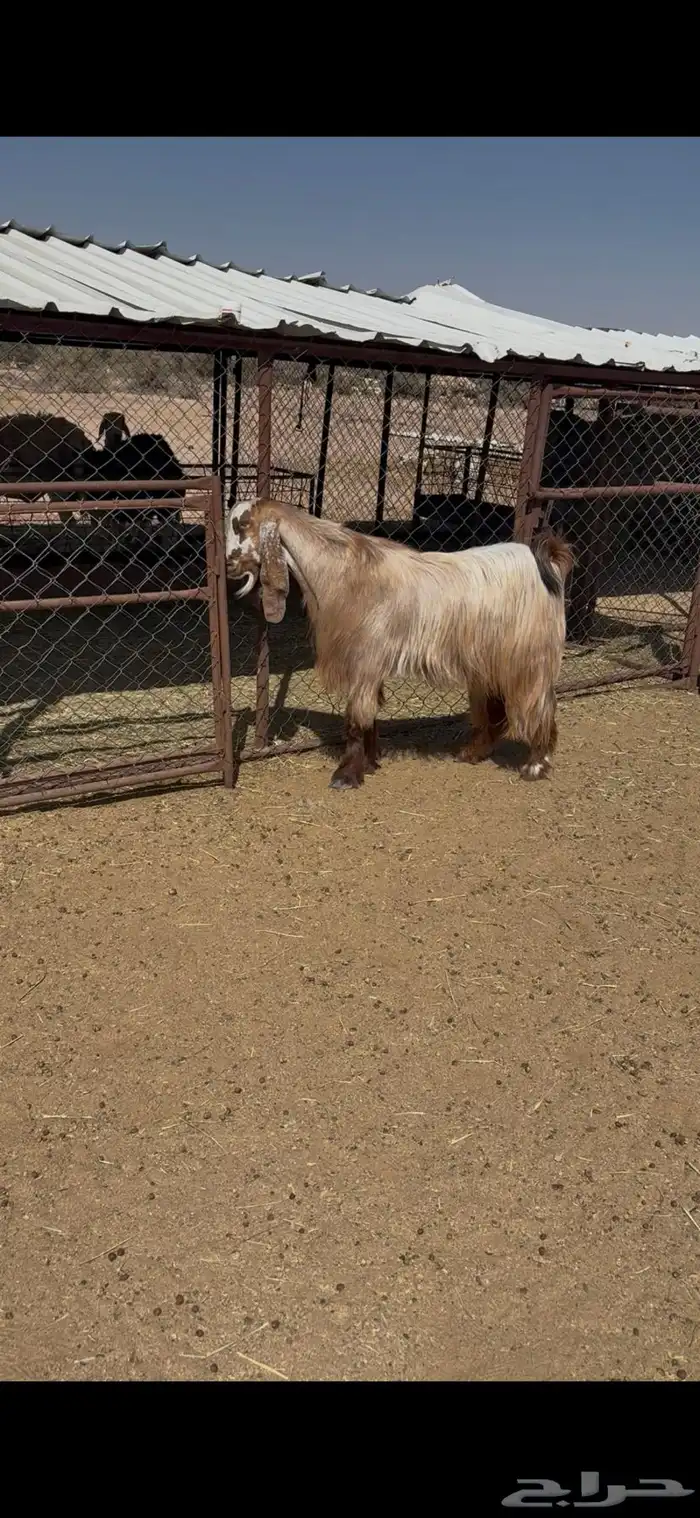 تيس مصر فحل 0