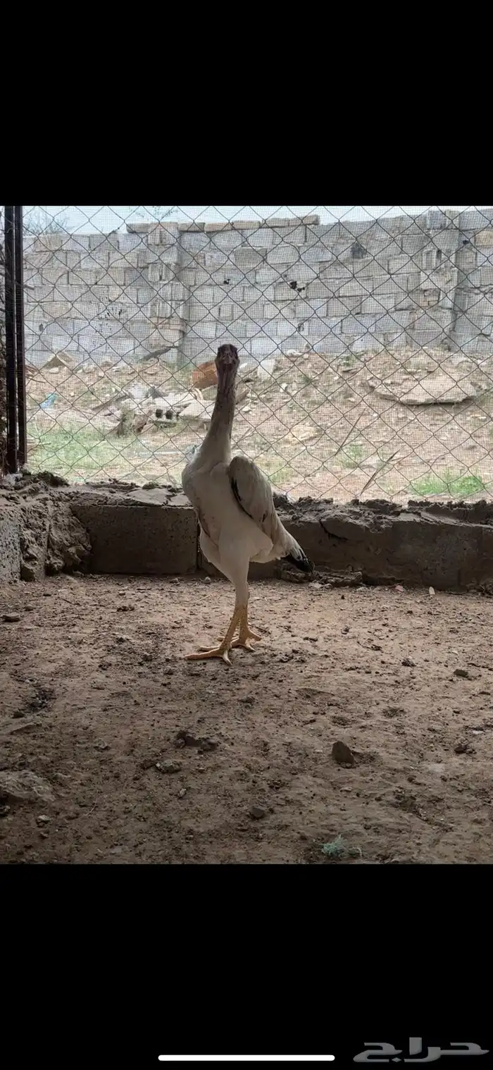 شامو ياباني تممم البييع 1