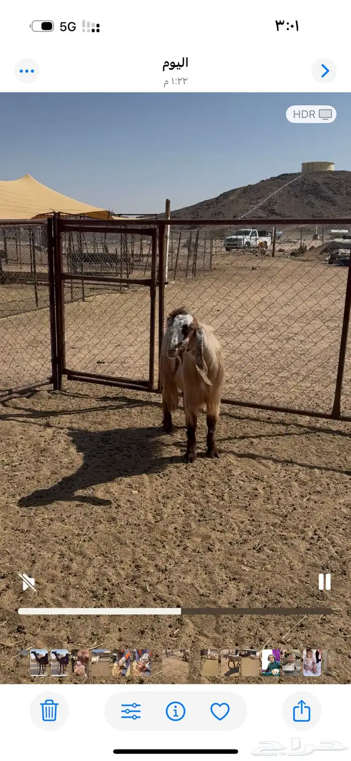 تيس مصر فحل 3