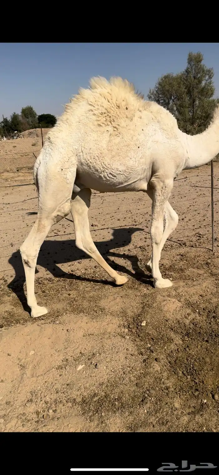 قعدان قصب شحم 0