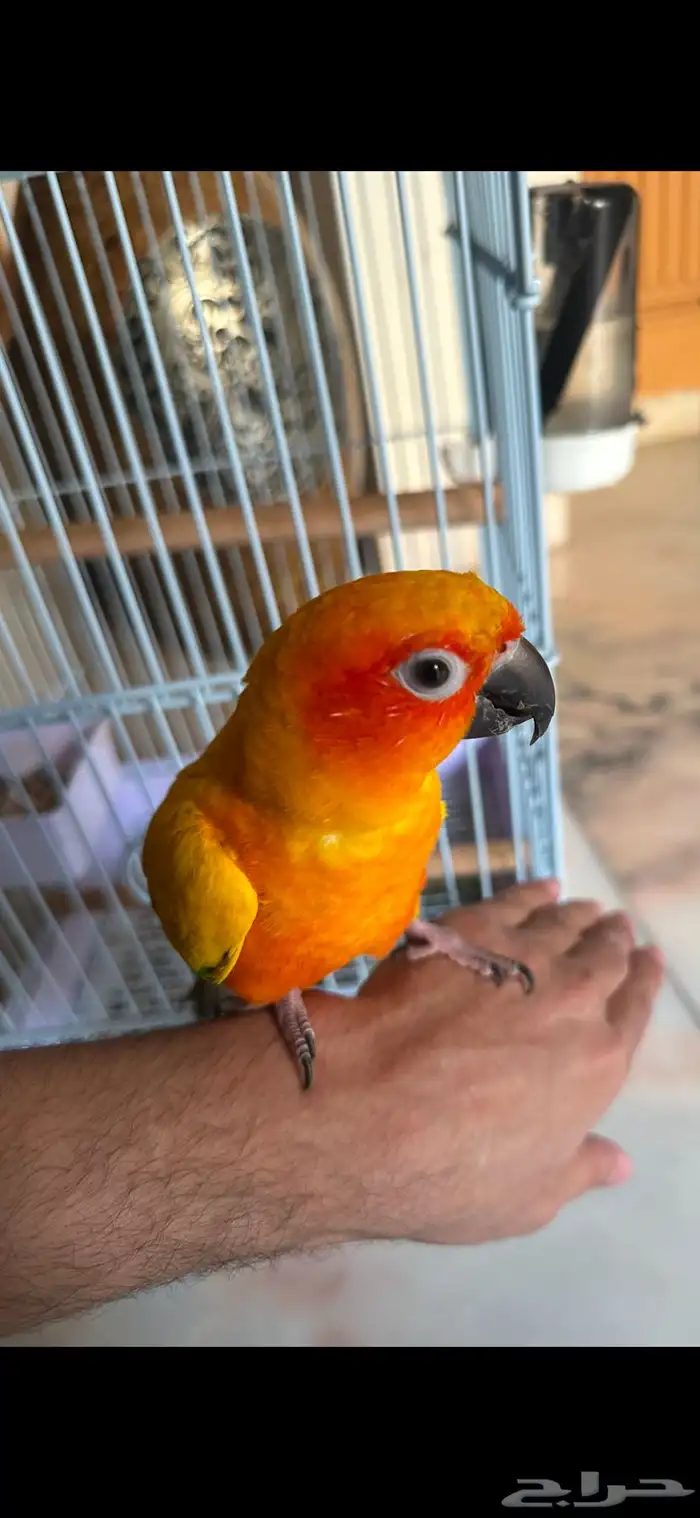 ببغاء الصن كنيور 0