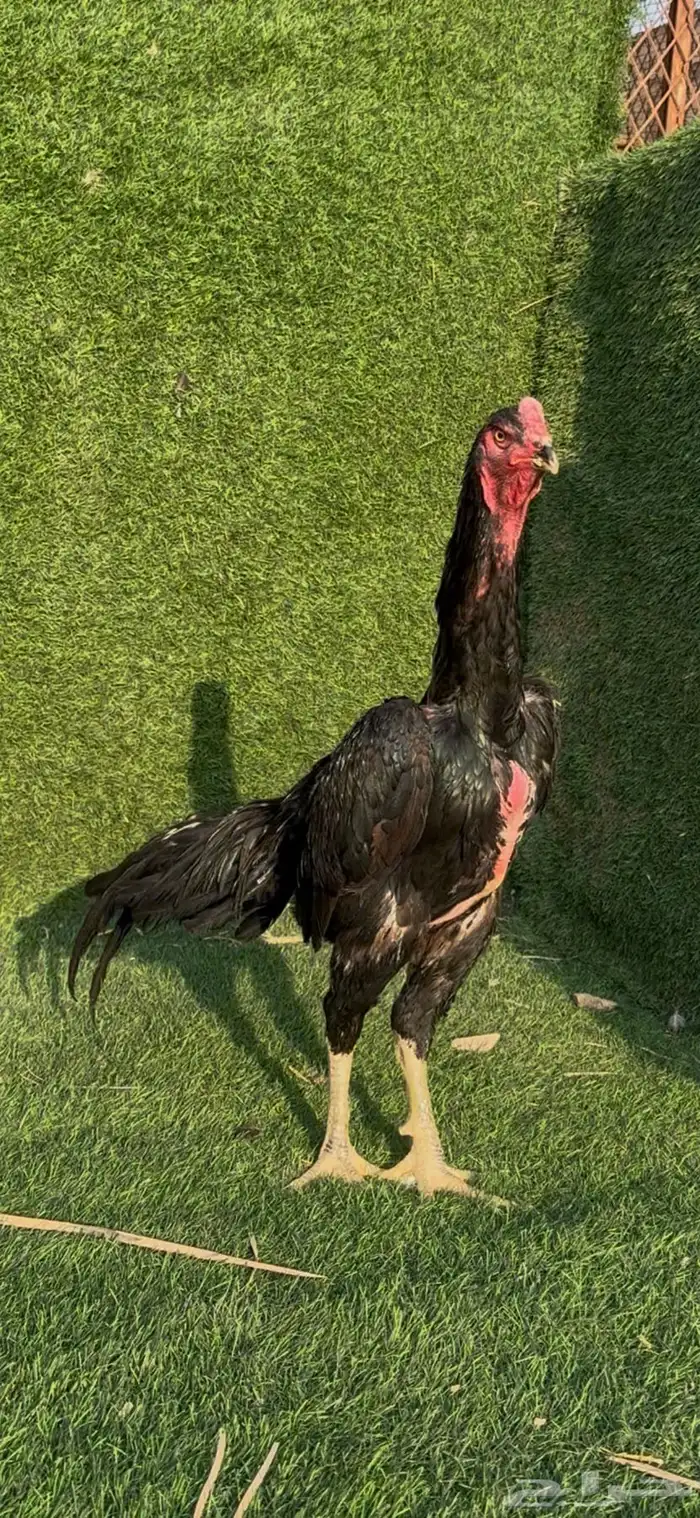 ديك شامو الماني 1