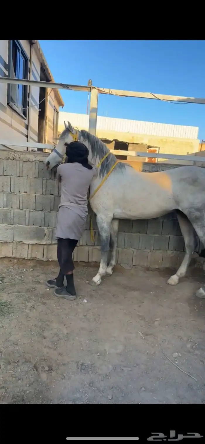 للبيع حصان ش 2