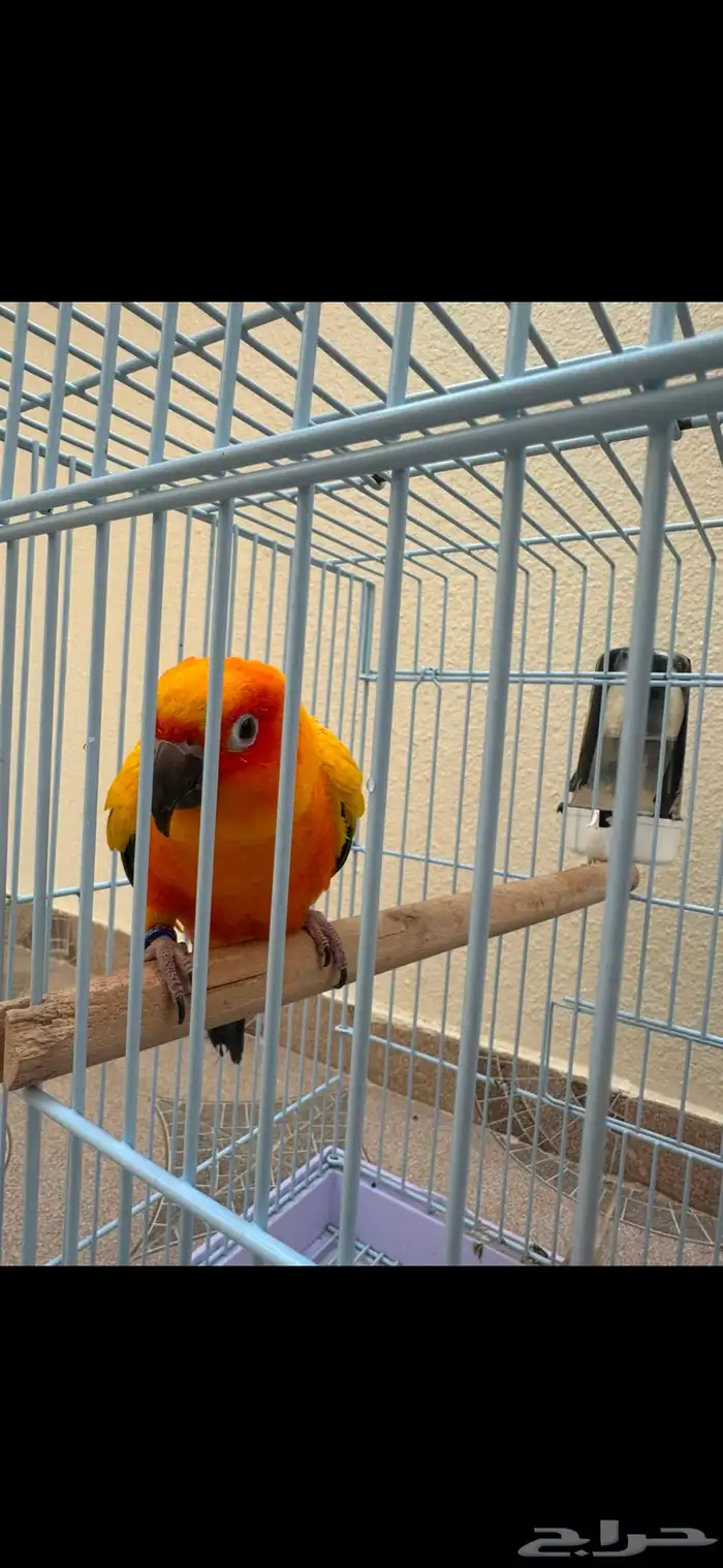 ببغاء الصن كنيور 2