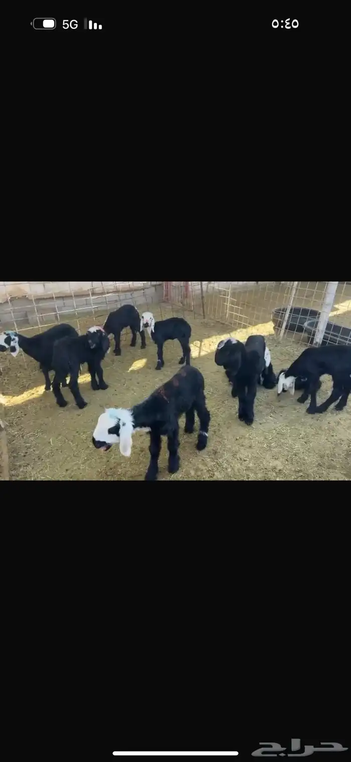 عرض نجد مواليد 5