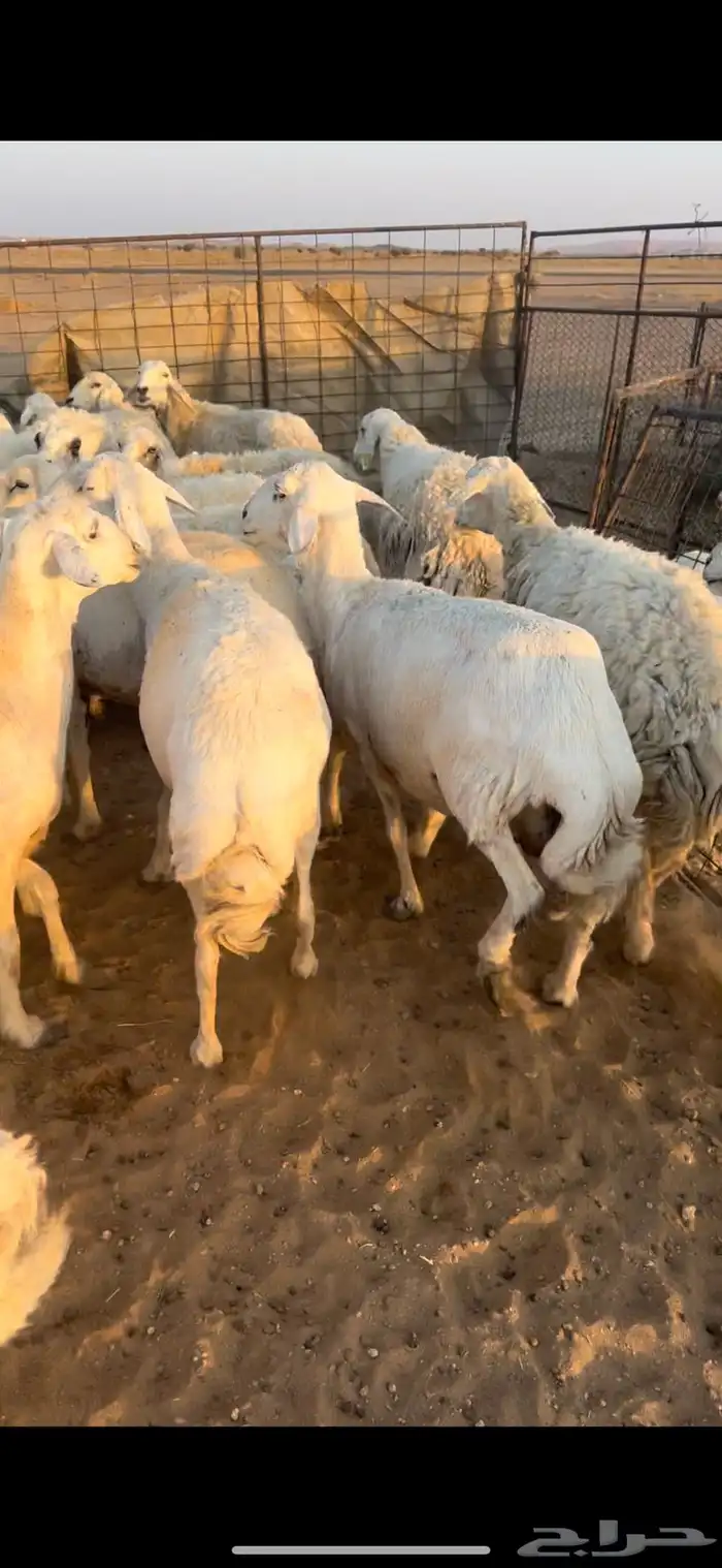 غنم مقاني السوم 900 3