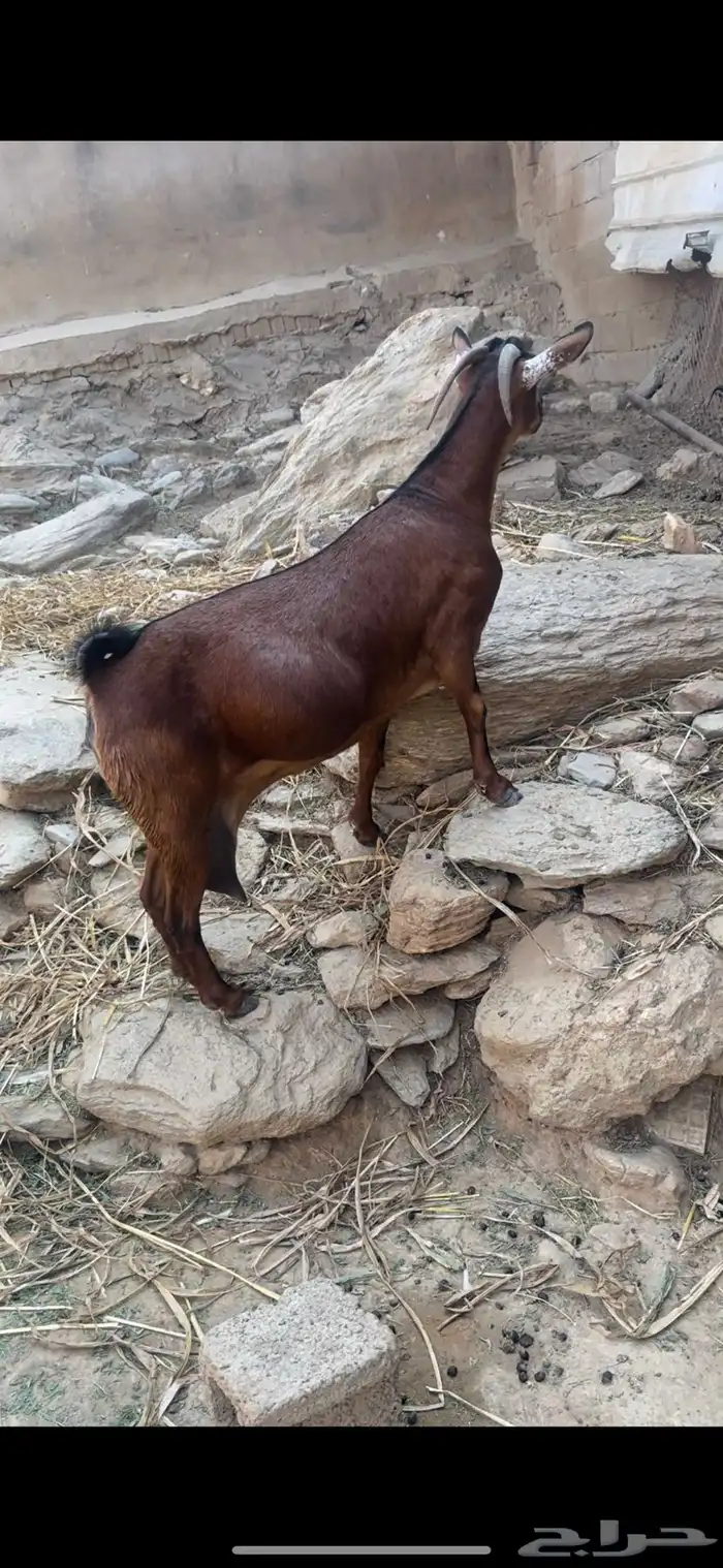 غنم دهم منوة المقني تم البيع 8