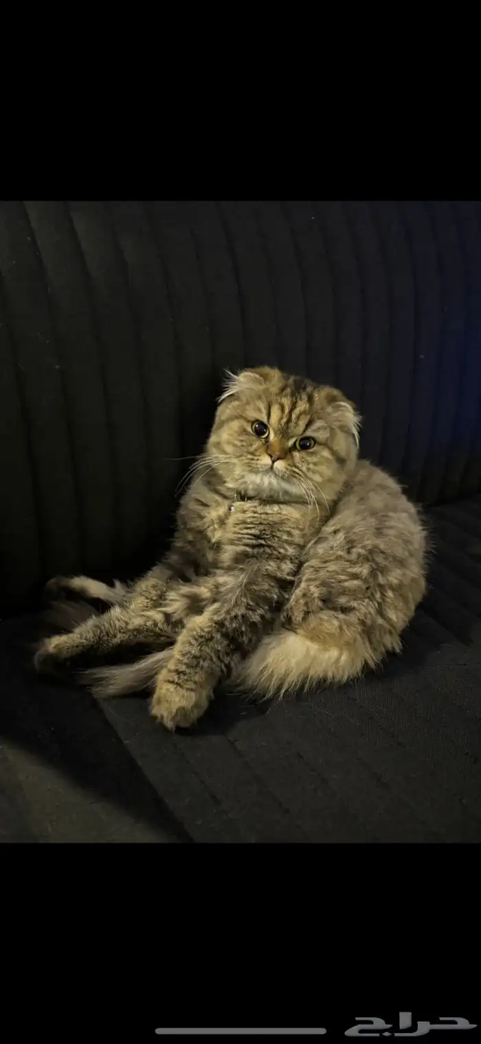 Scottish fold female cat (not neutered) 1