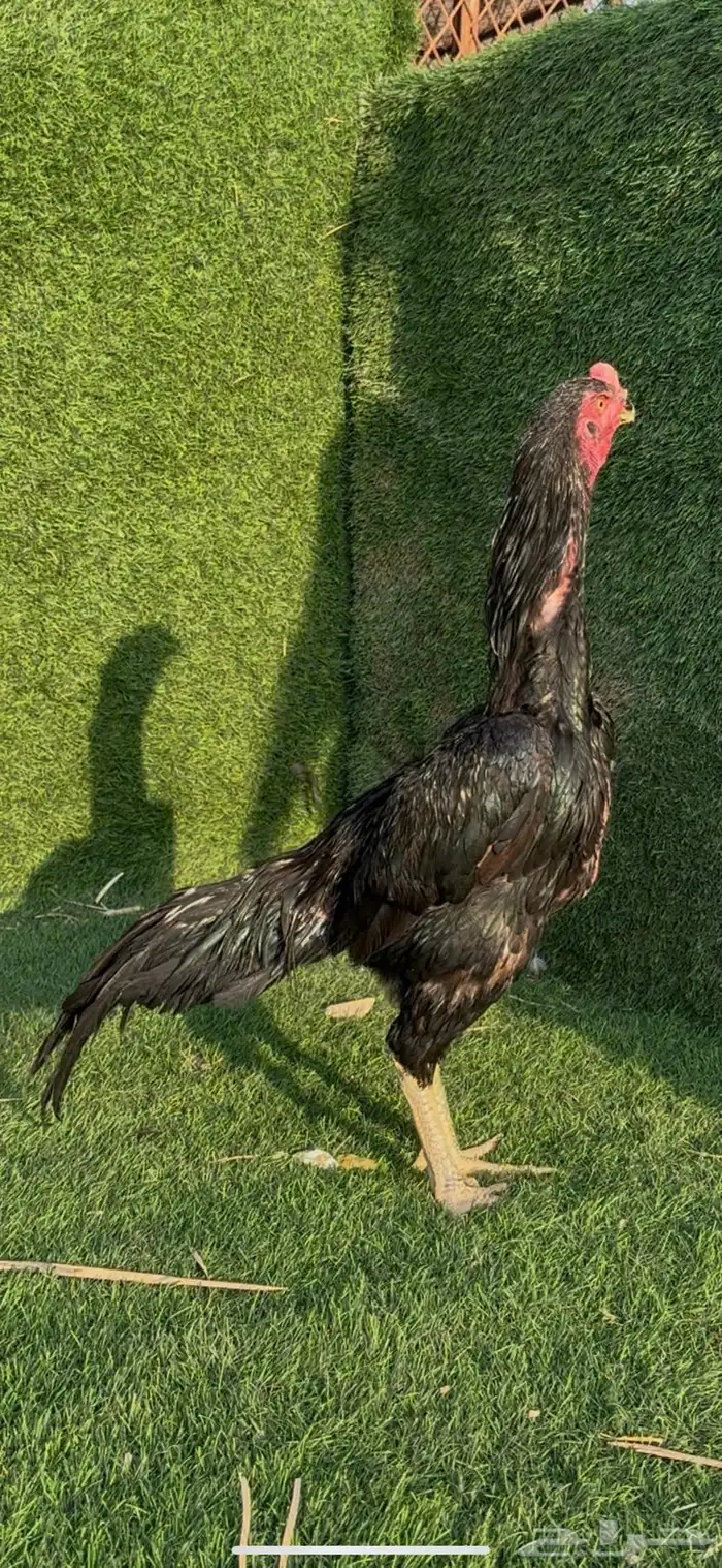 ديك شامو الماني 0