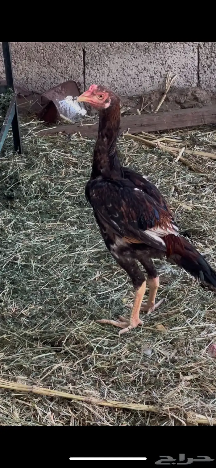 قلاب كورة ودجاج للبيع 10