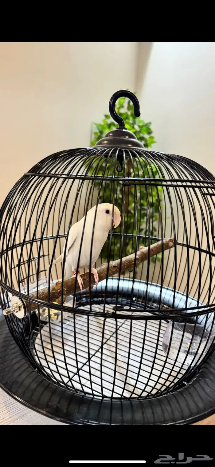 ببغاء روز البينو عيونه حمراء وبداء يتآلف 0