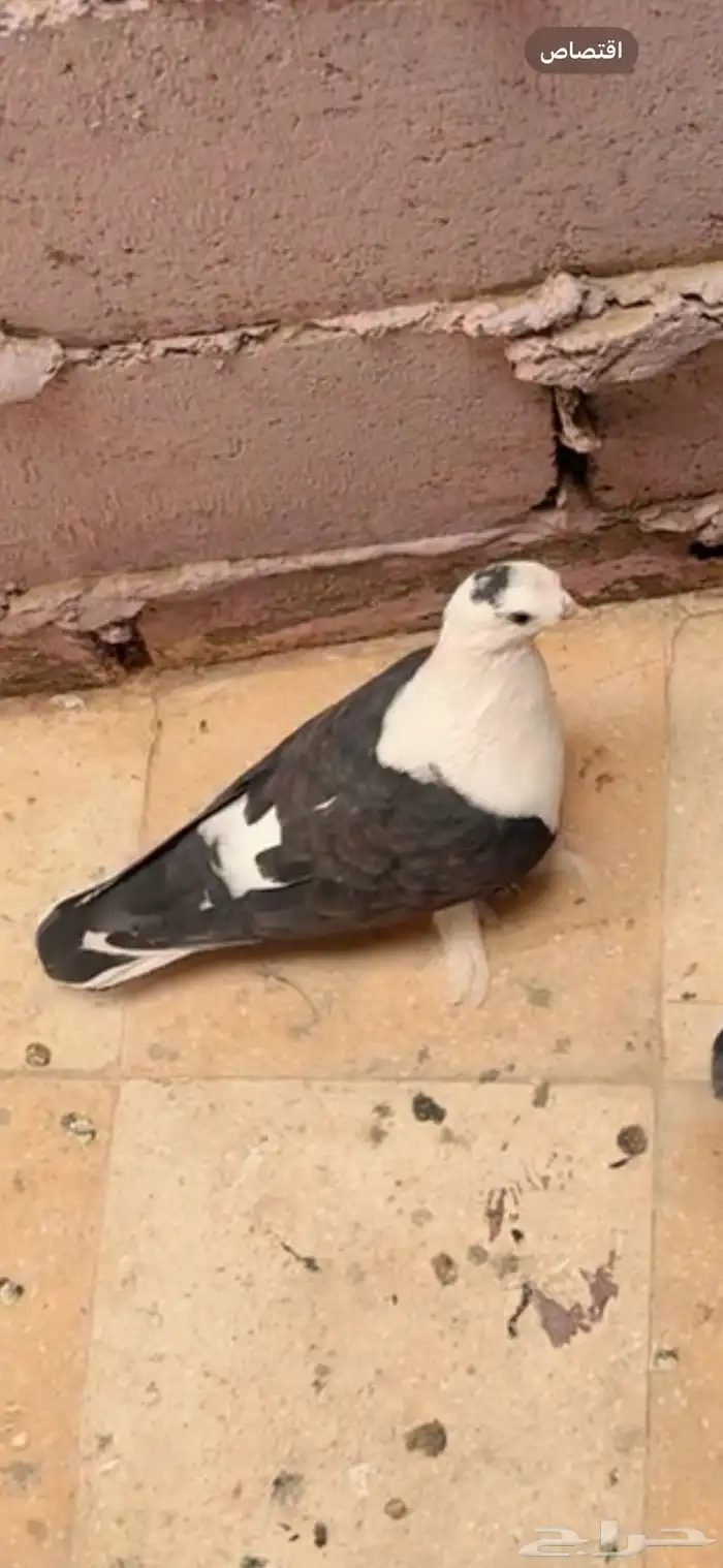 مطلوب حمام لبناني 0