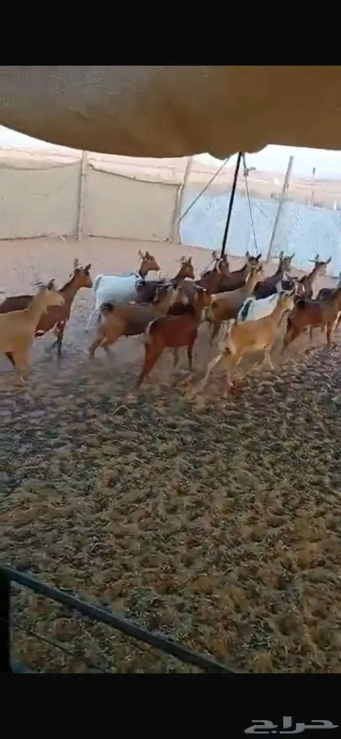 معزا معزى جنوبيه كايفه دفيع 1