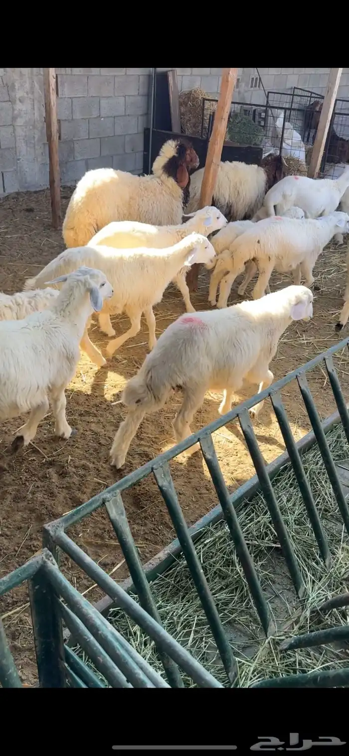 توفير ذبايح طازجة من السوق مباشرة 0